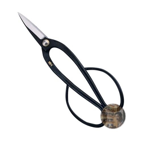 Kikuwa bonsai pruning - bonsai, shears