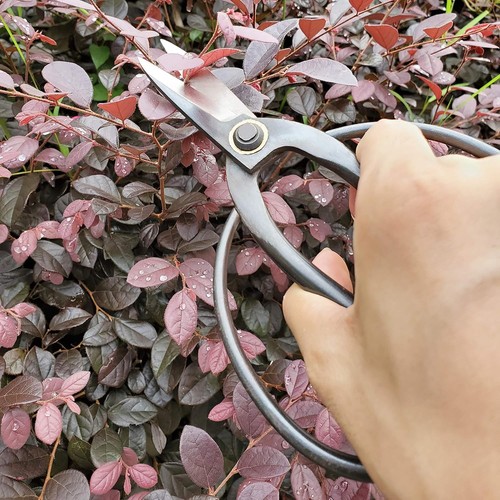 Japanese bonsai pruning - japanese,