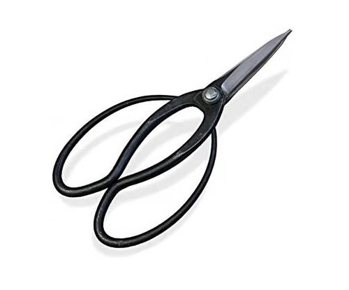 Saho ibukigari pruning - saho,